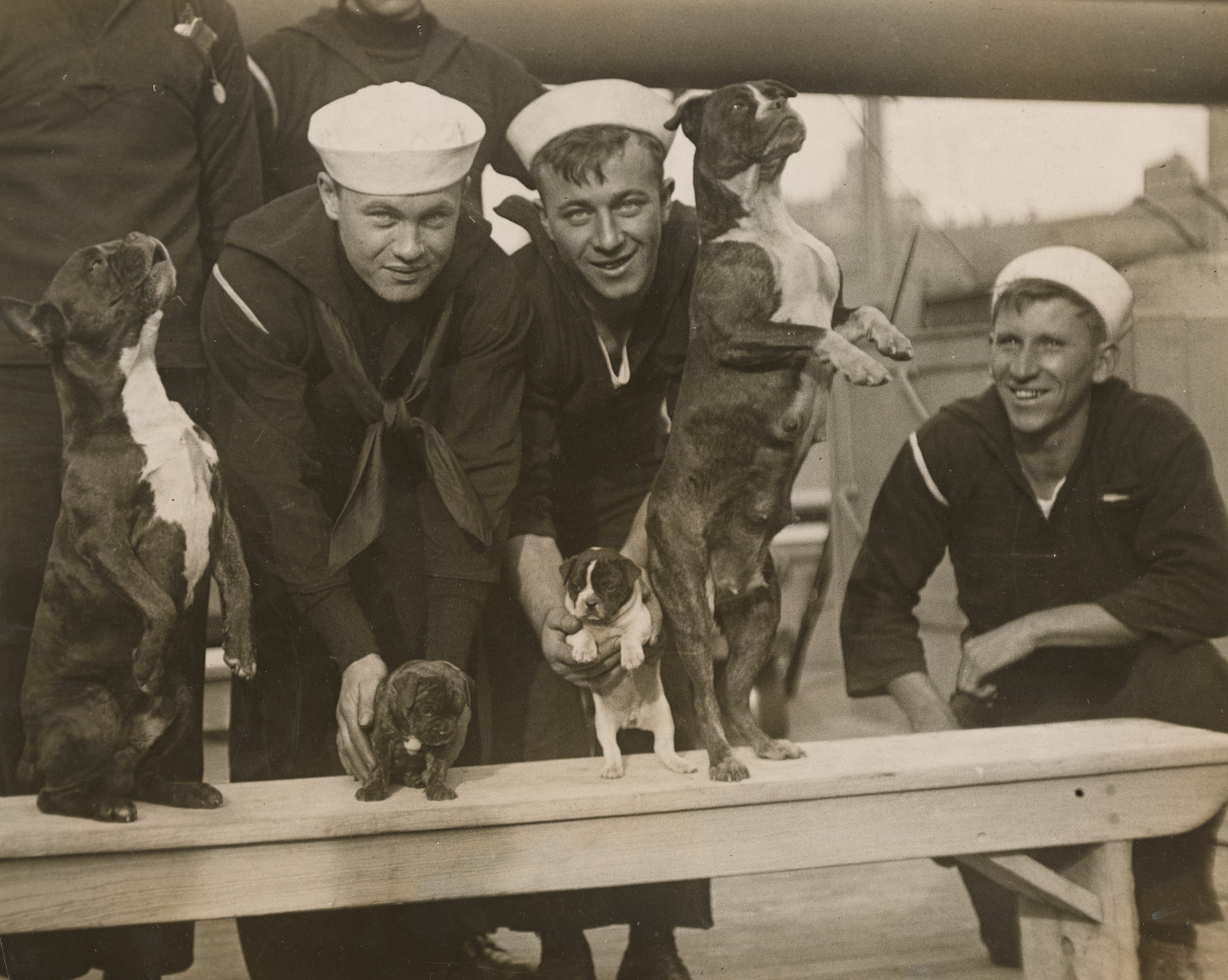 Navy mascots Buster and Queenie – National Archives Identifier: 45511019