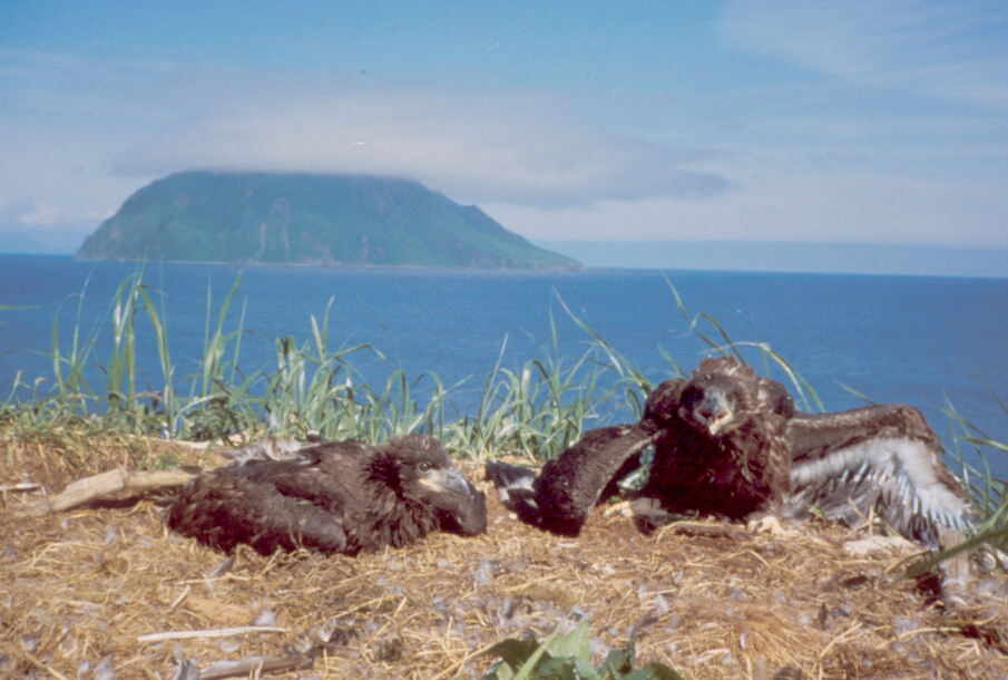 Baby bald eagles in nest - National Archives Identifier: 166693096