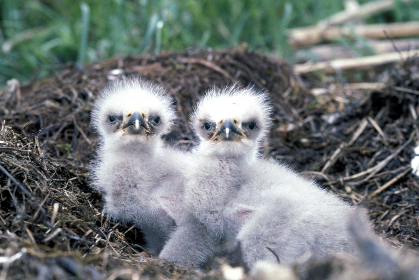 Bald eagle chicks - National Archives Identifier: 166693662