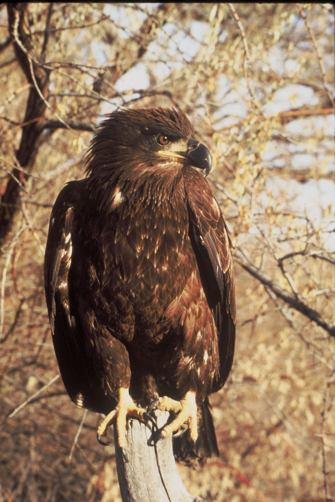 Immature bald eagle - National Archives Identifier: 166700670