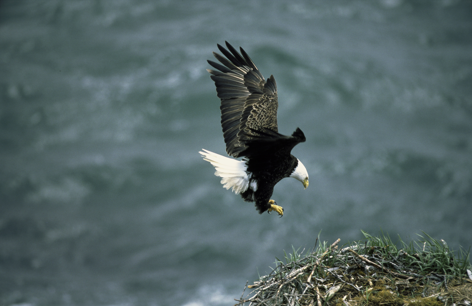 Bald eagle in nest - National Archives Identifier: 166705106