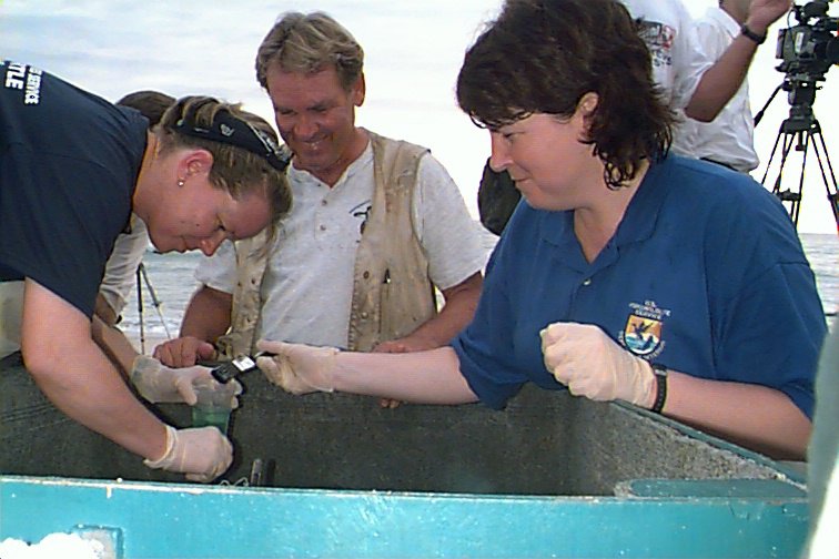 Loggerhead sea turtle tracking -National Archives Identifier: 166694570