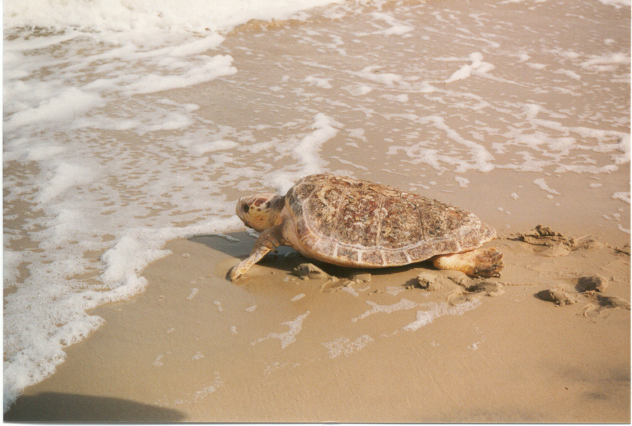 Female loggerhead sea turtle - National Archives Identifier: 166702348