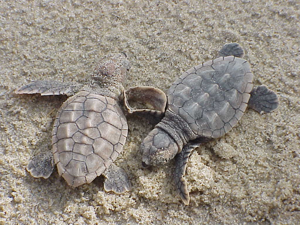 Loggerhead sea turtle hatchlings - National Archives Identifier: 166702360