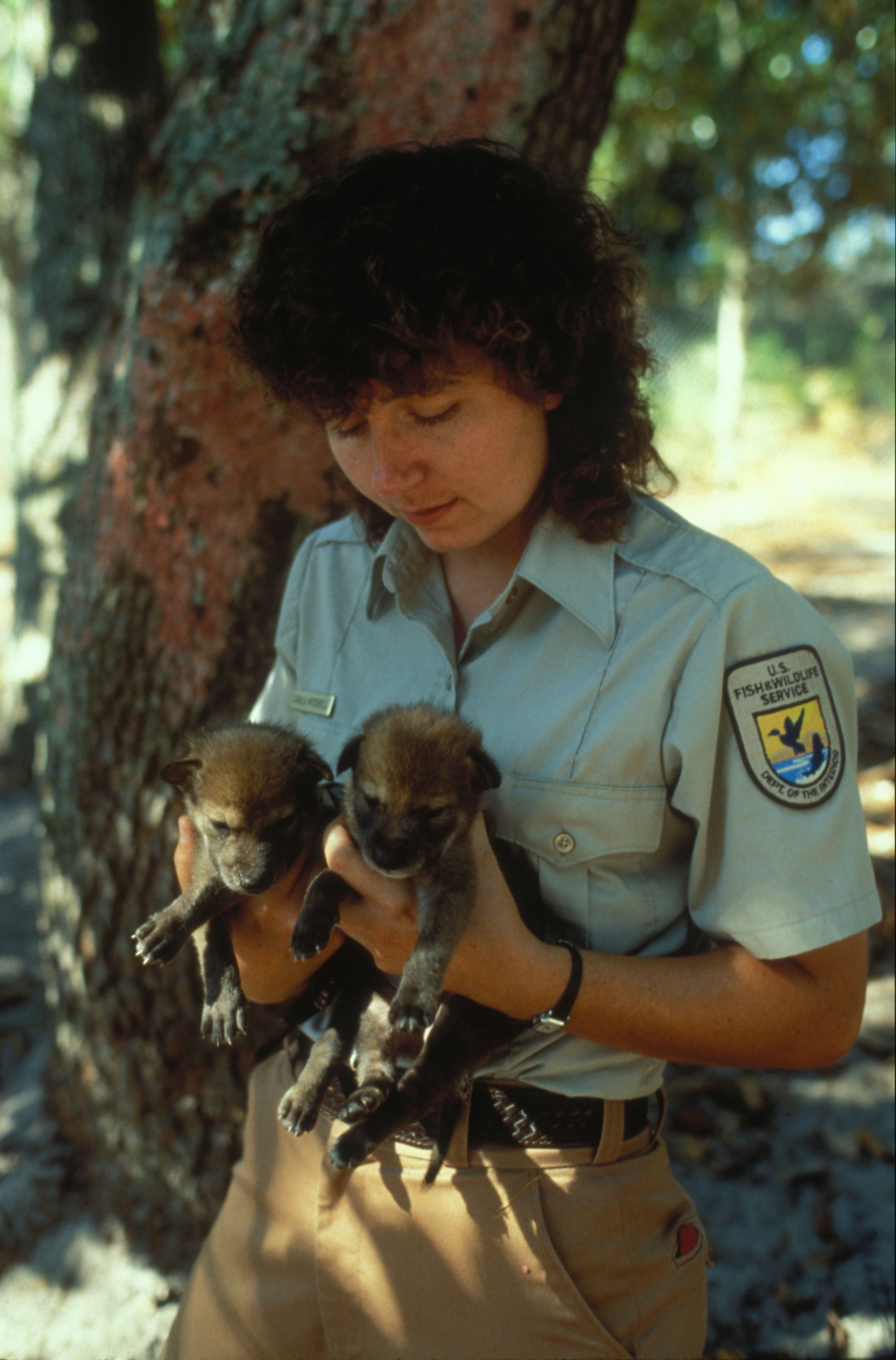 Red wolf pups, 1994 - National Archives Identifier: 166712206